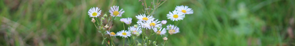 Neophyten und Neozoen Bekämpfungskonzepte Neophyten und Neozoen für Gemeinden oder Schulen : verdrängung,einheimisch,umwelt,natur,fauna,flora